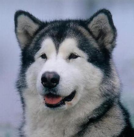 storm kloud malamutes